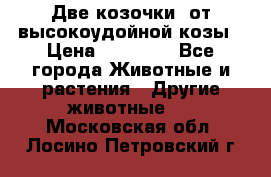 Две козочки  от высокоудойной козы › Цена ­ 20 000 - Все города Животные и растения » Другие животные   . Московская обл.,Лосино-Петровский г.